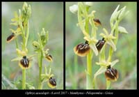 Ophrys-aesculapii5